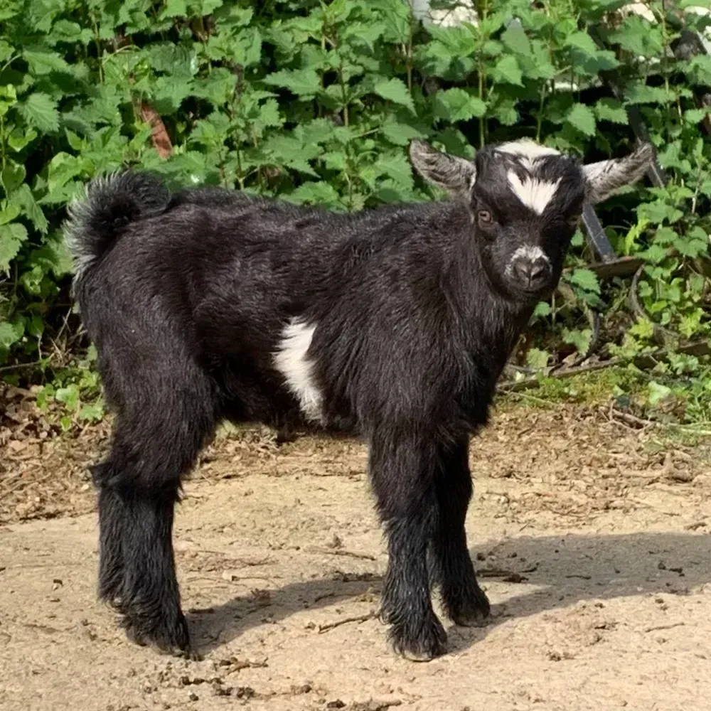 Cabrito enano - imagen 1