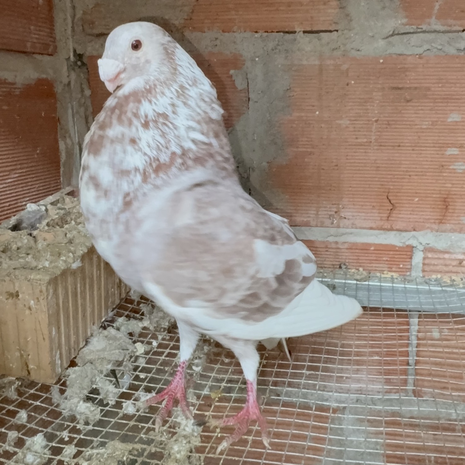 Laudino sevillano 2025 - imagen 1