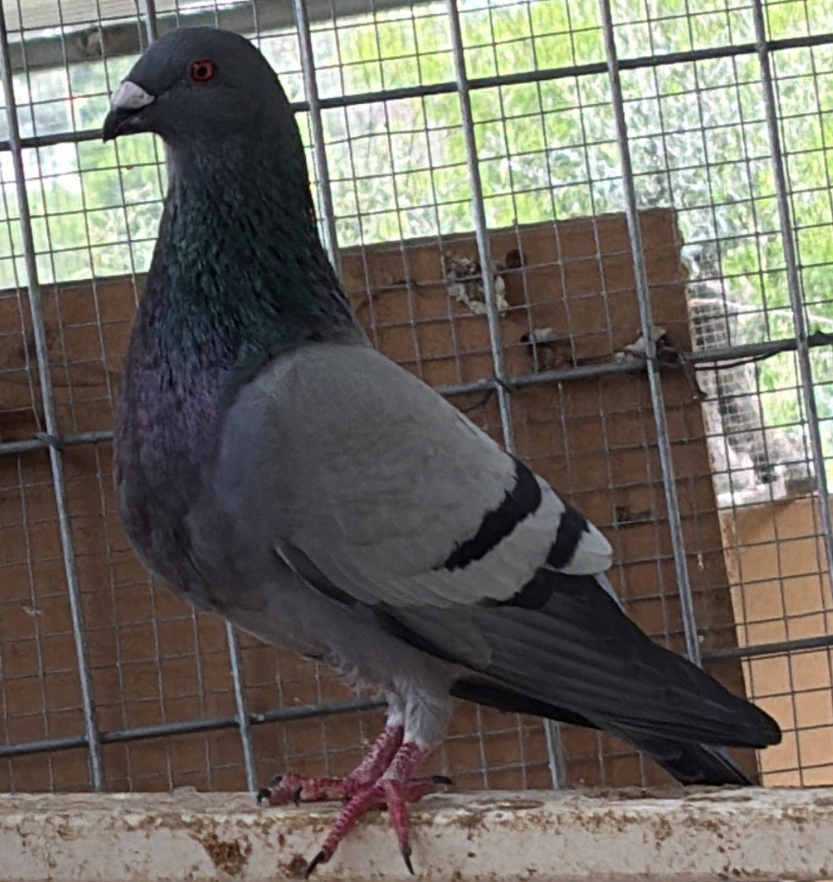 Paloma jienense - imagen 1