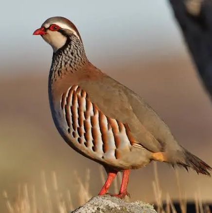 Busco perdices rojas, blancas, platas etc - imagen 1