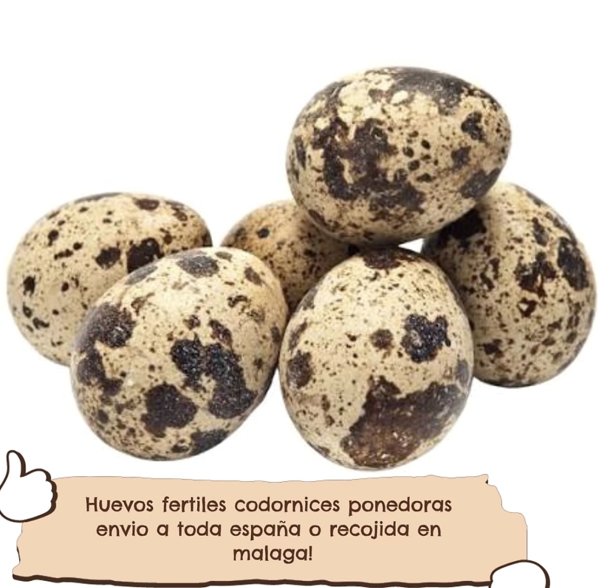 Huevos codornices ponedoras fertiles - imagen 1