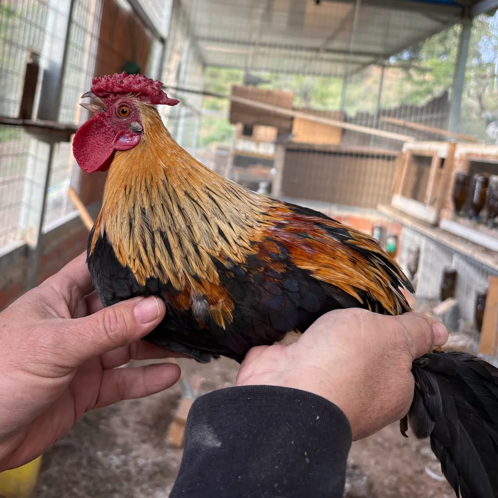 Minino en venta - imagen 1