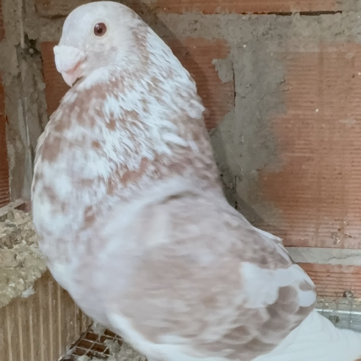 PALOMO LAUDINO SEVILLANO - imagen 1