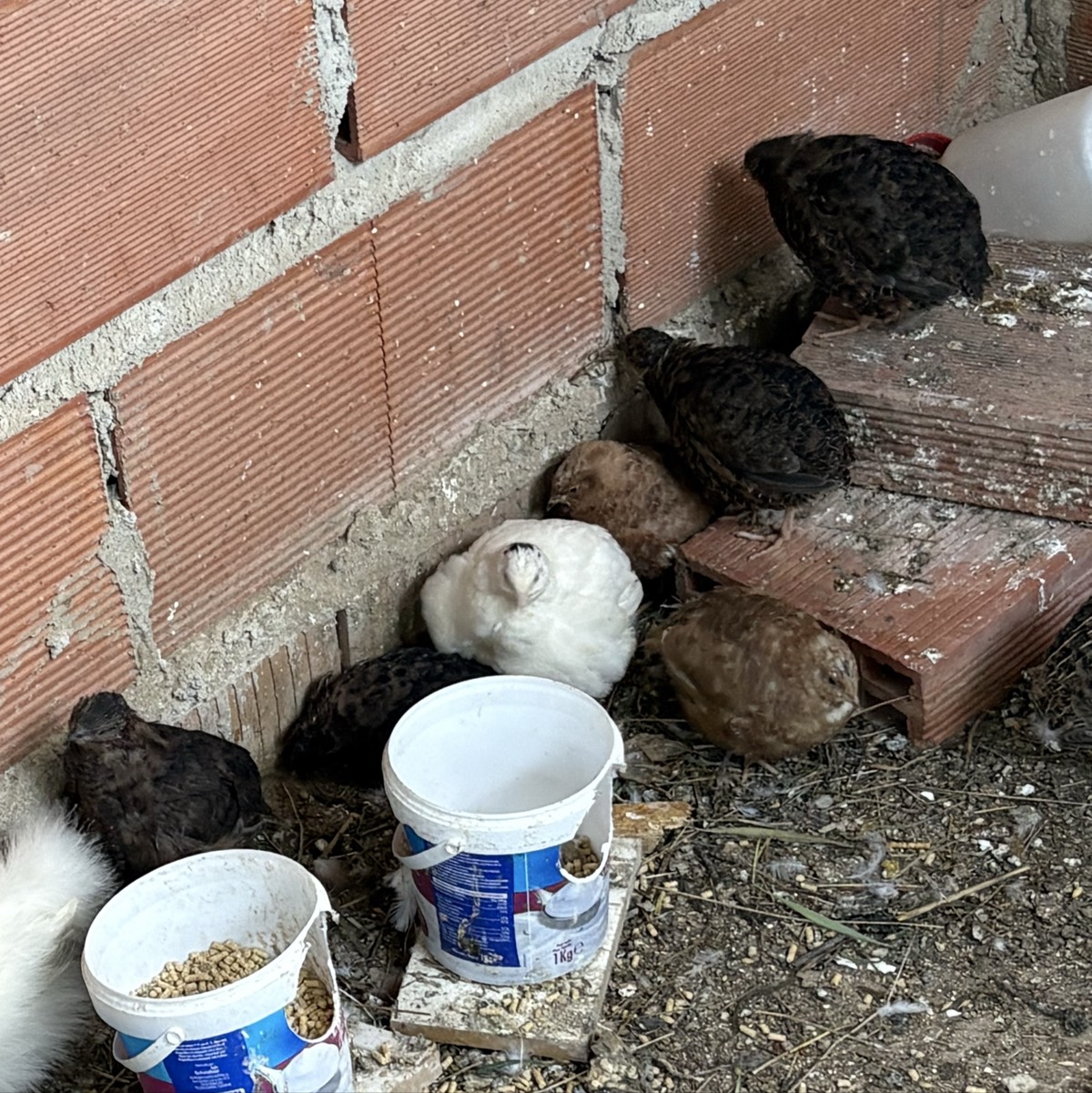 CODORNICES PONEDORAS - imagen 1