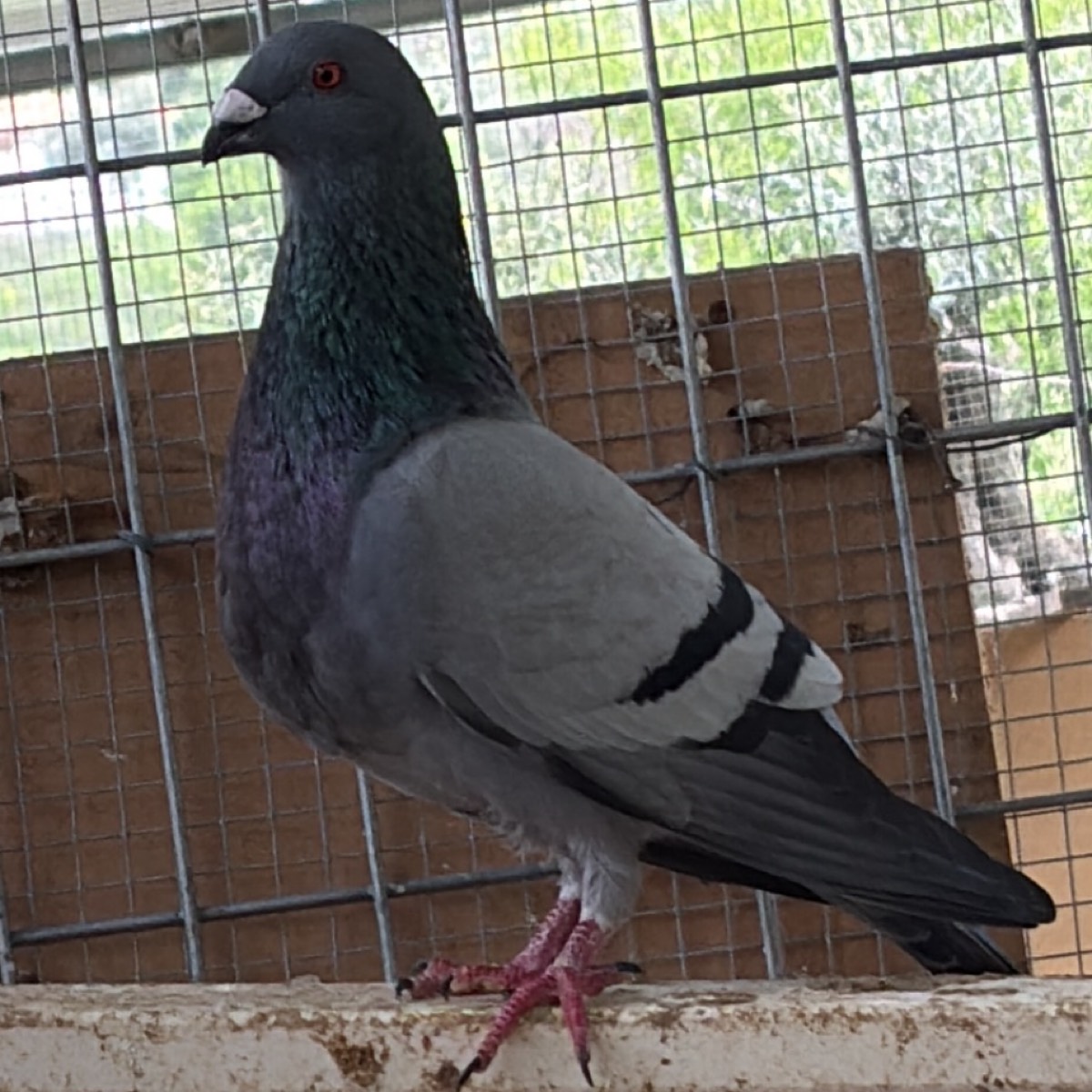 PALOMA JIENENSE - imagen 1