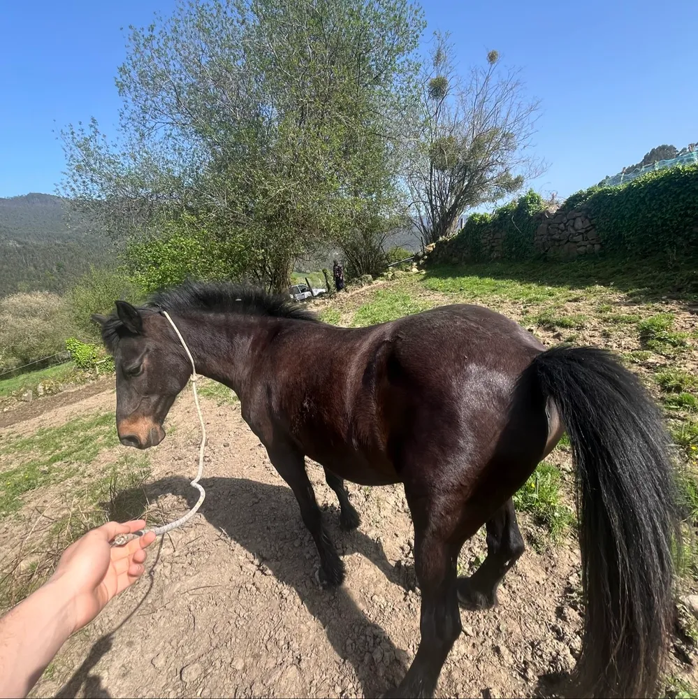 Se vende yegua de montura  - imagen 1