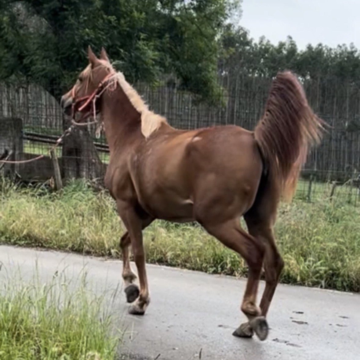 Yegua pra - imagen 1