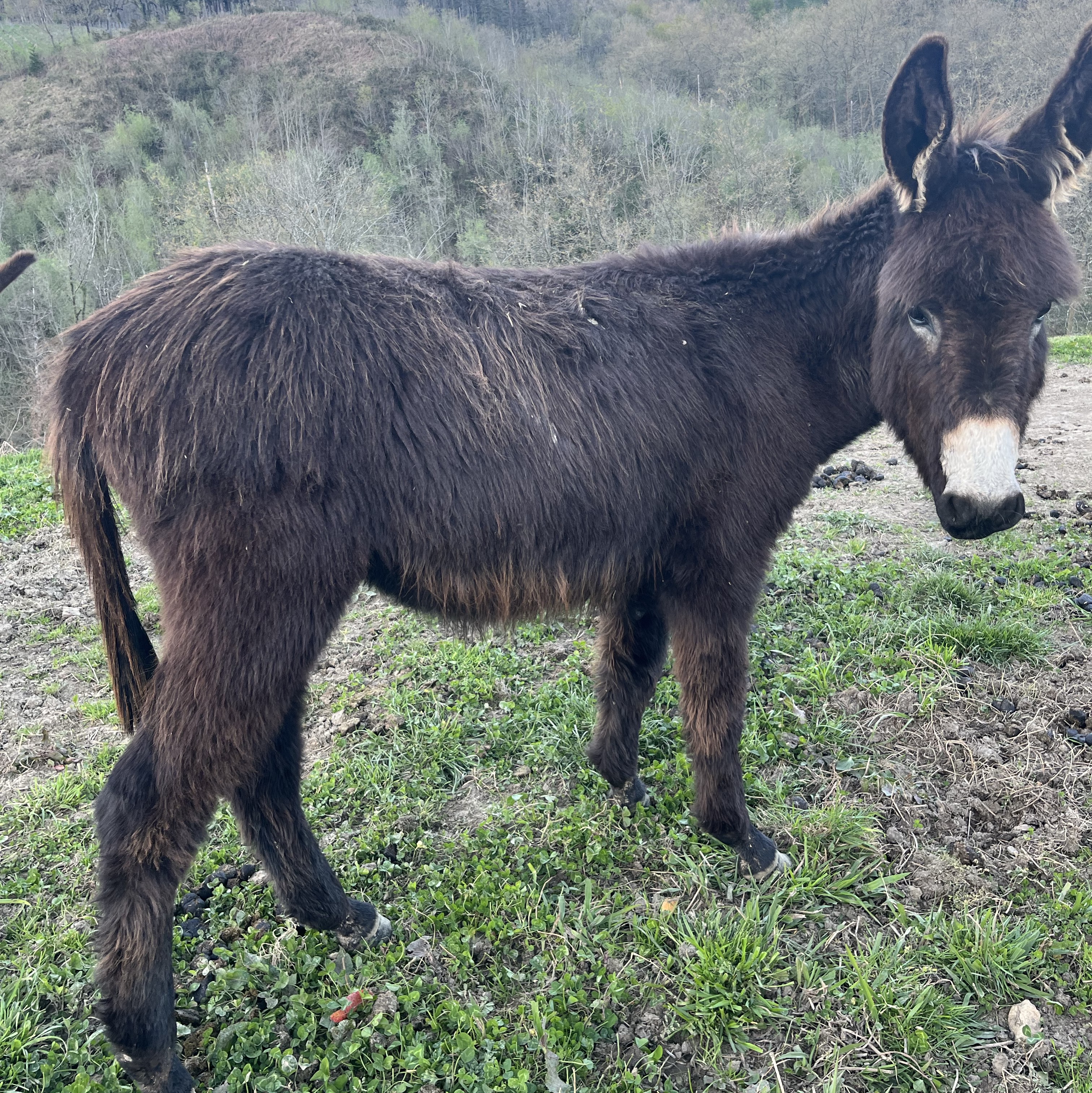 Dos burros machos - imagen 1