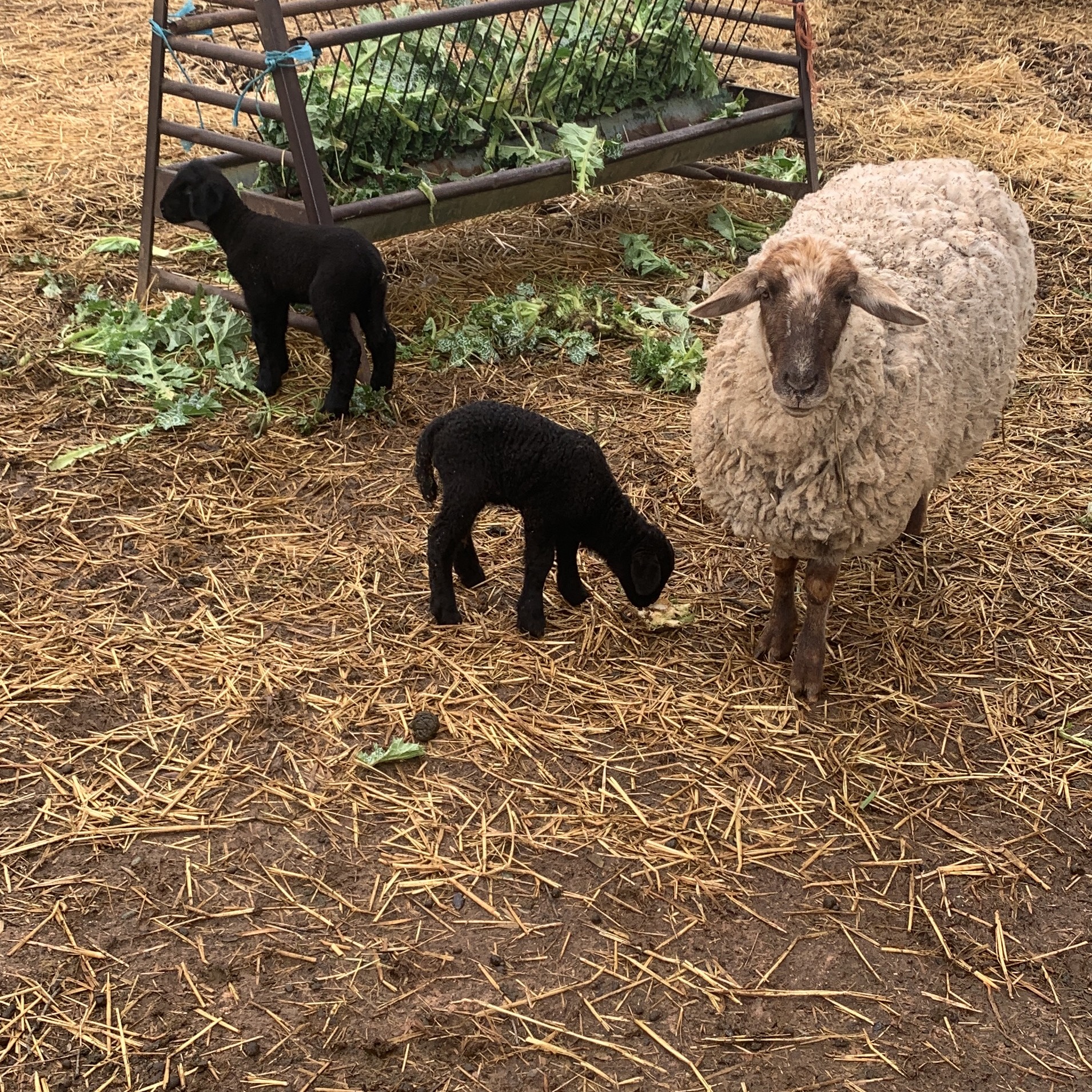 Corderas de primer parto - imagen 1
