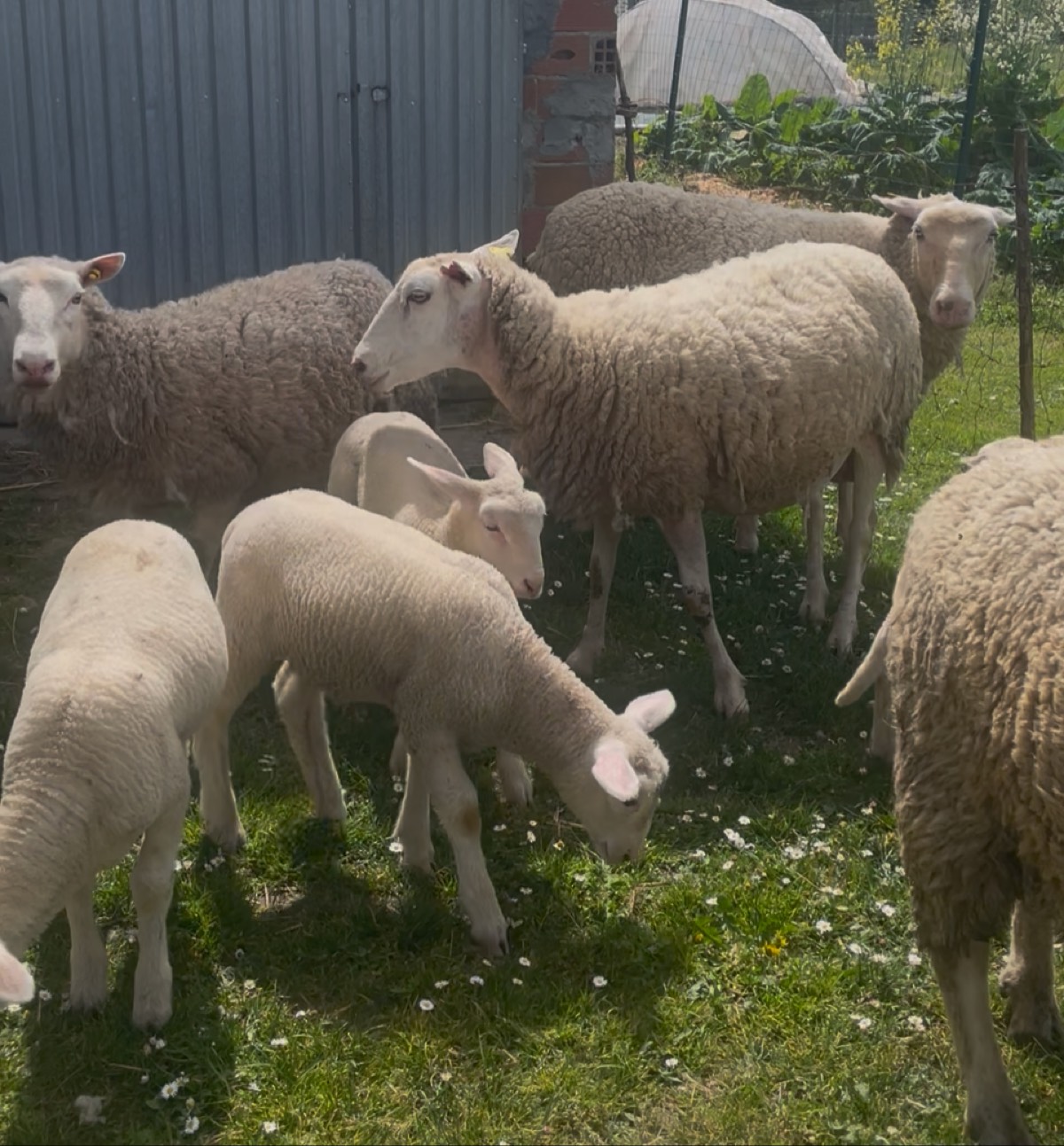 Ovejas y corderos  - imagen 1