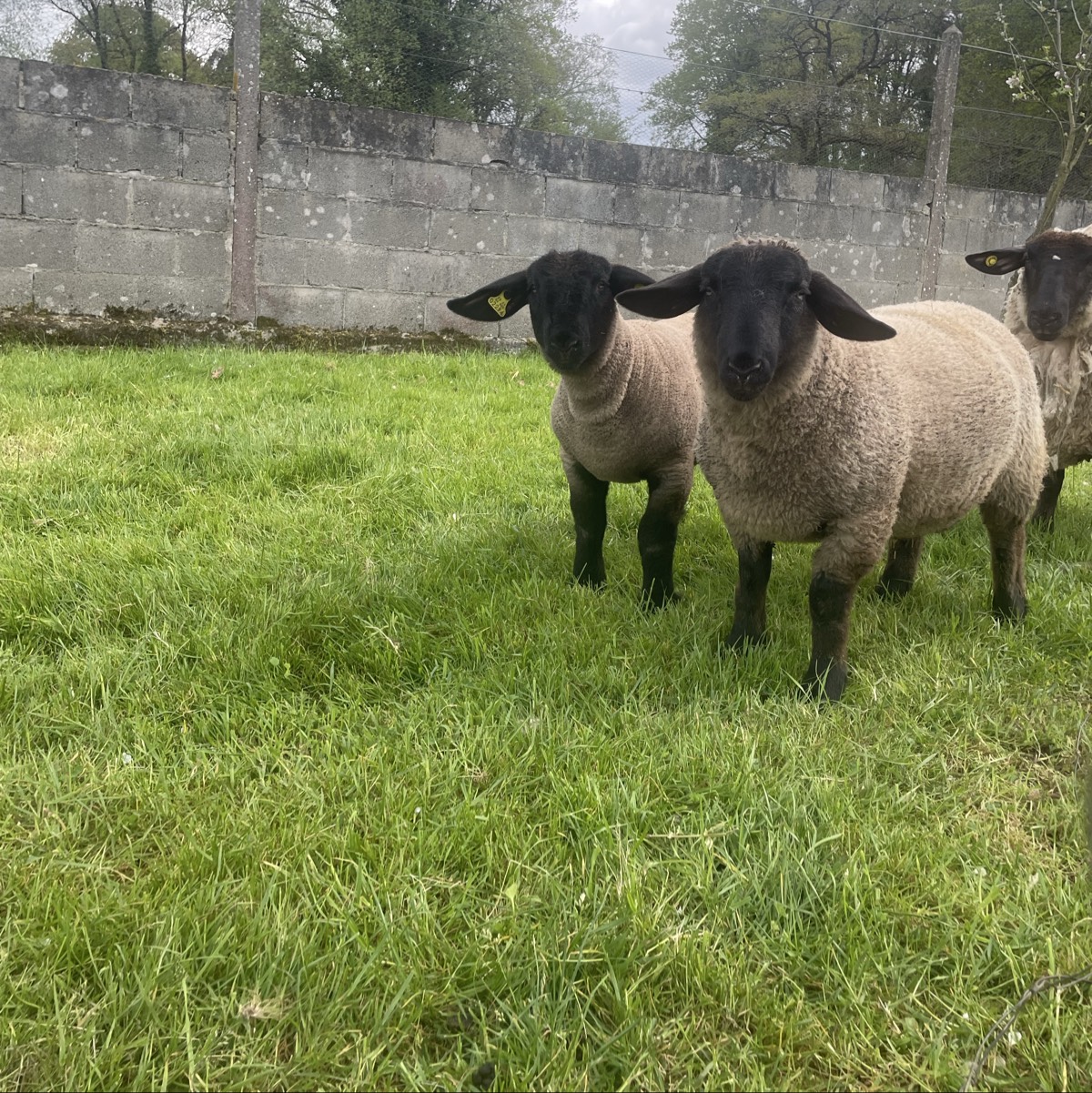 Corderos Suffolk - imagen 1