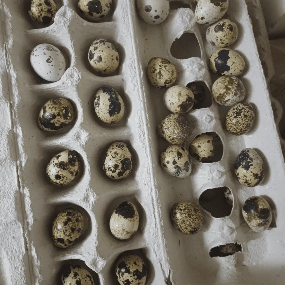 Vendo huevos de codorniz - imagen 1