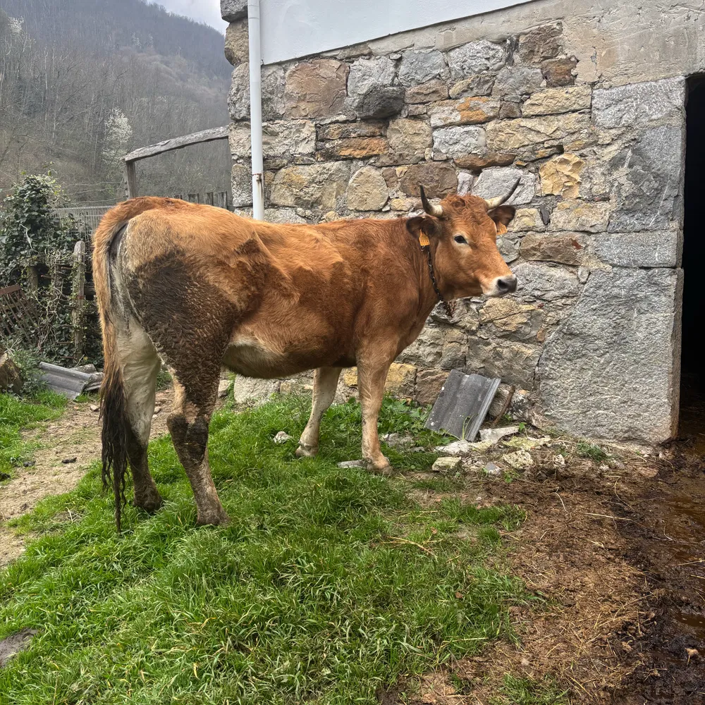 se vende novilla - imagen 1