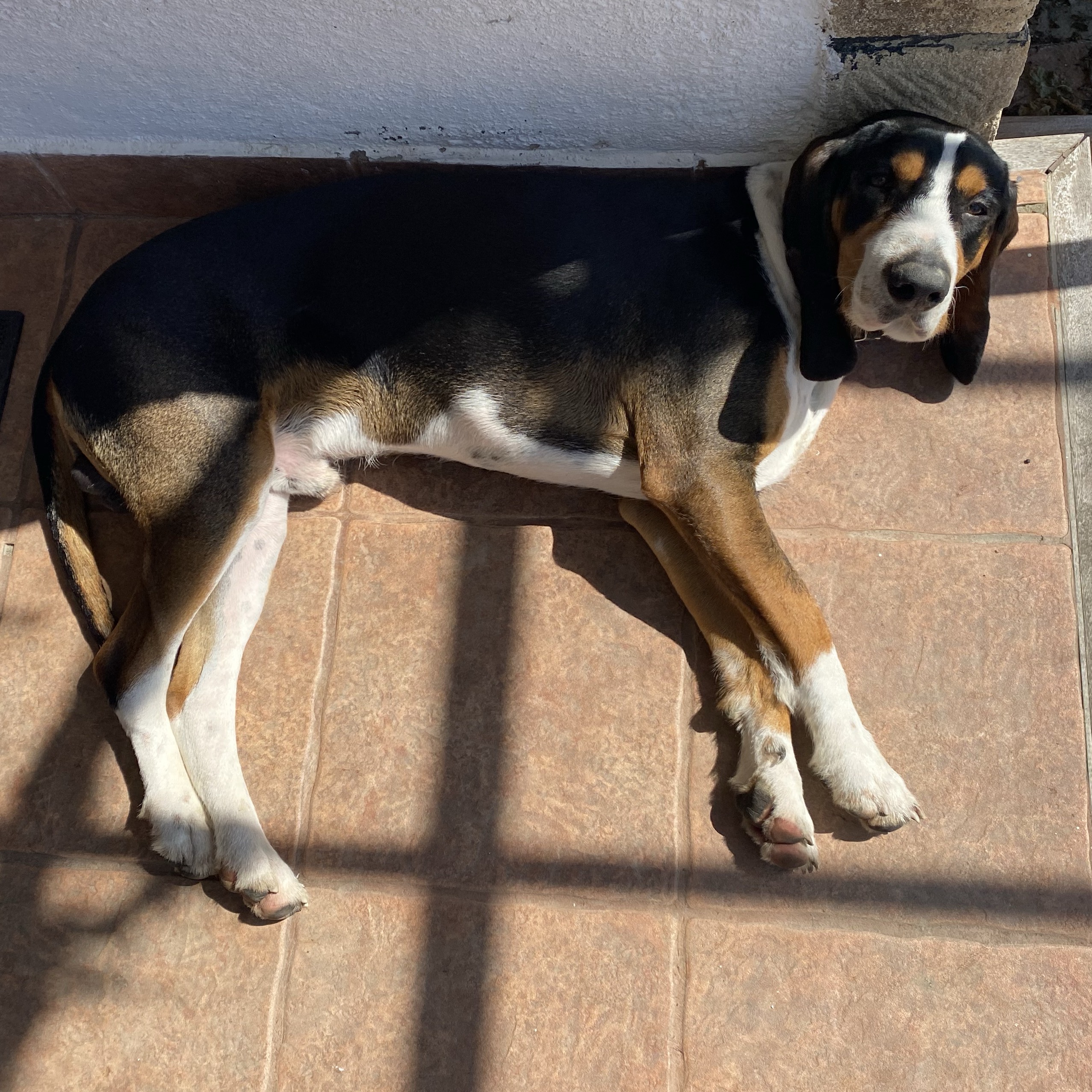 Se regala Sabueso español - imagen 1