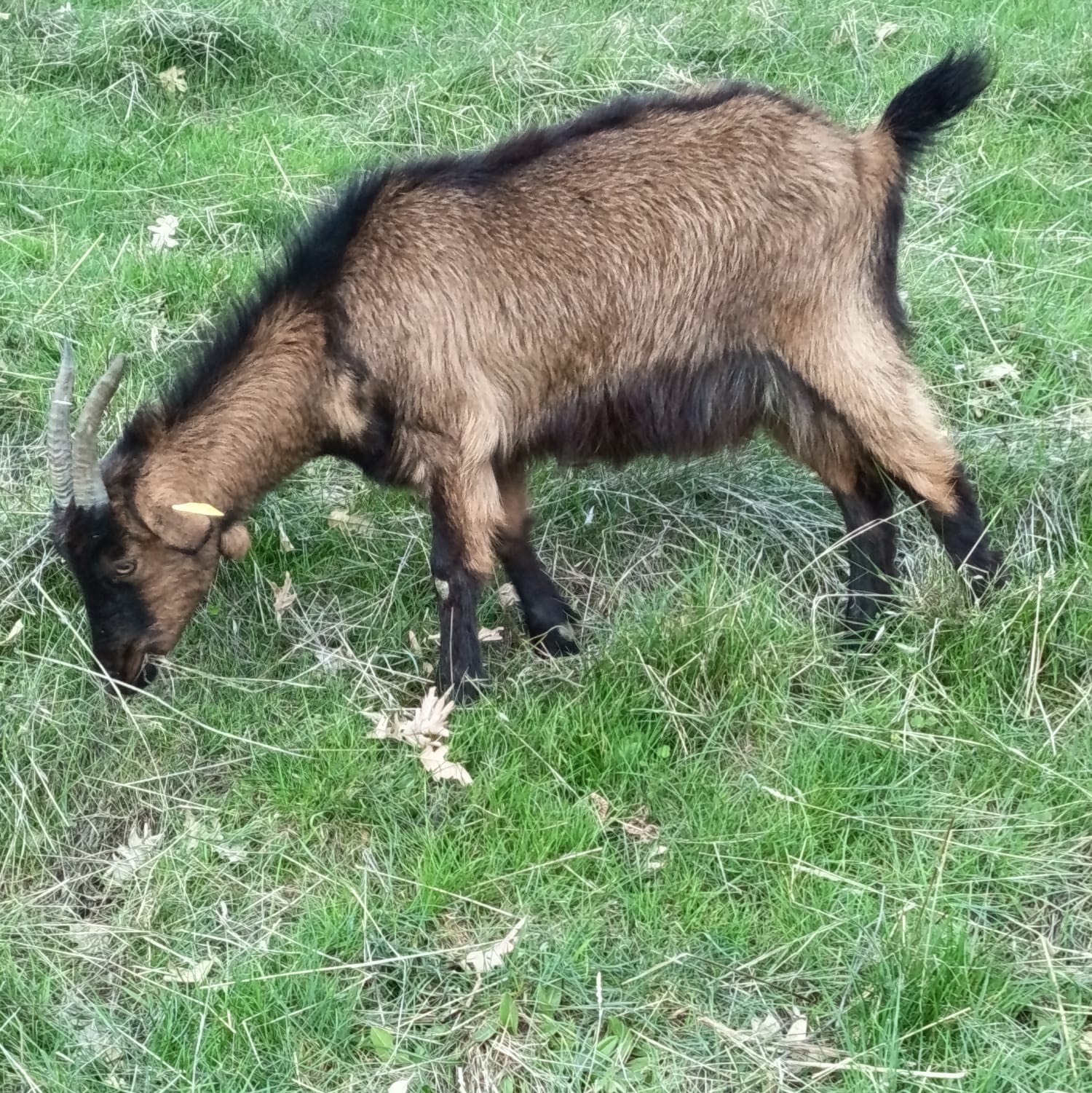 Vendo 2 cabras - imagen 1