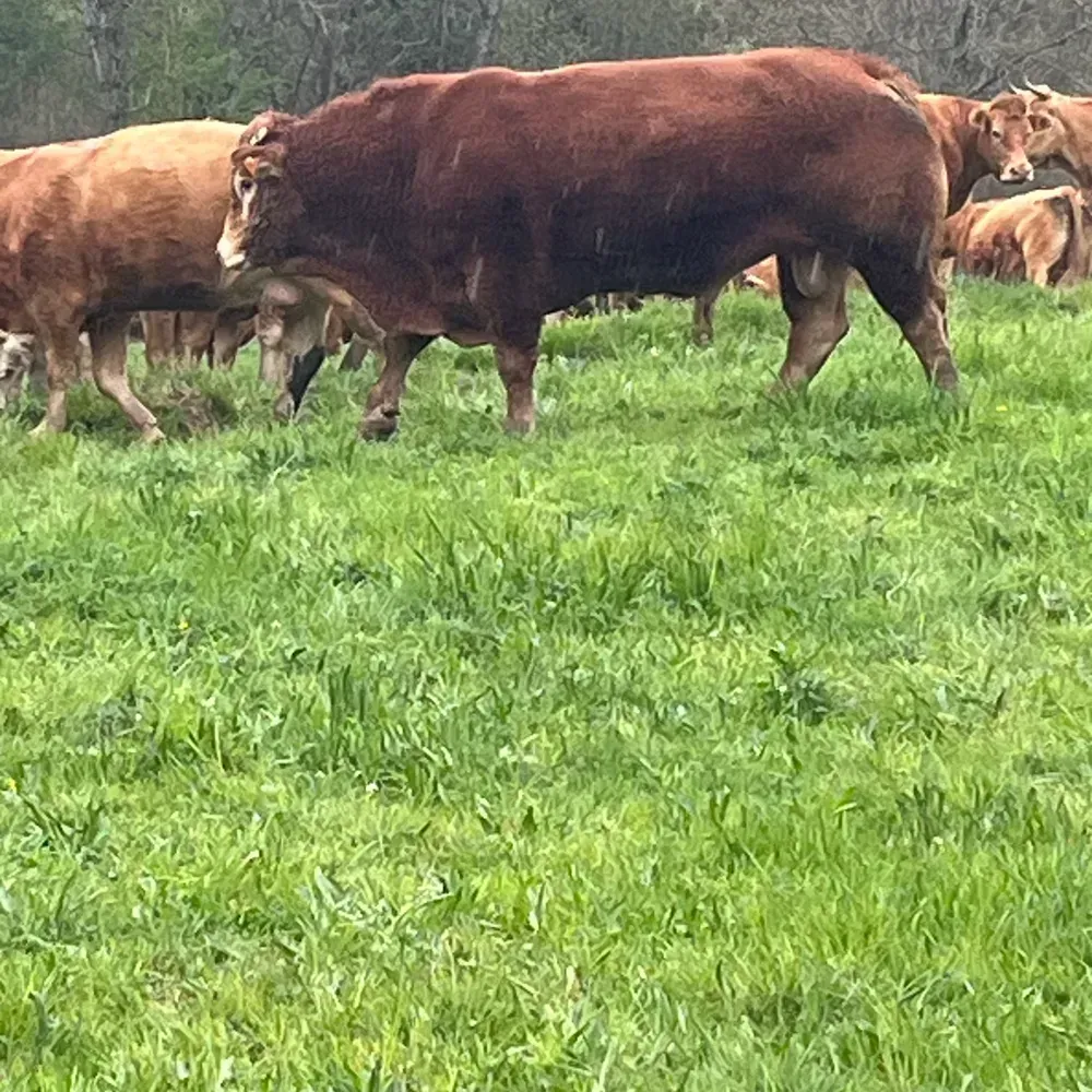 Se vende toro limusin  - imagen 1