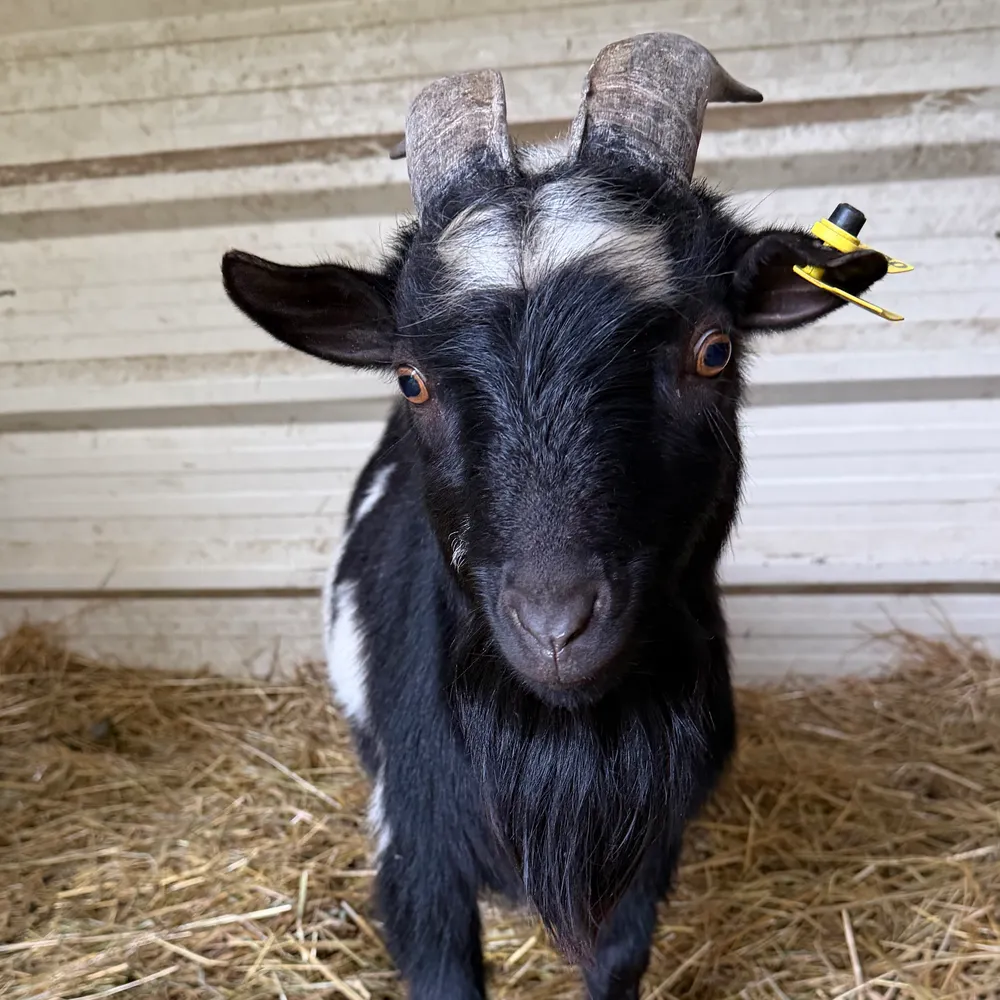 Castron joven  - imagen 1