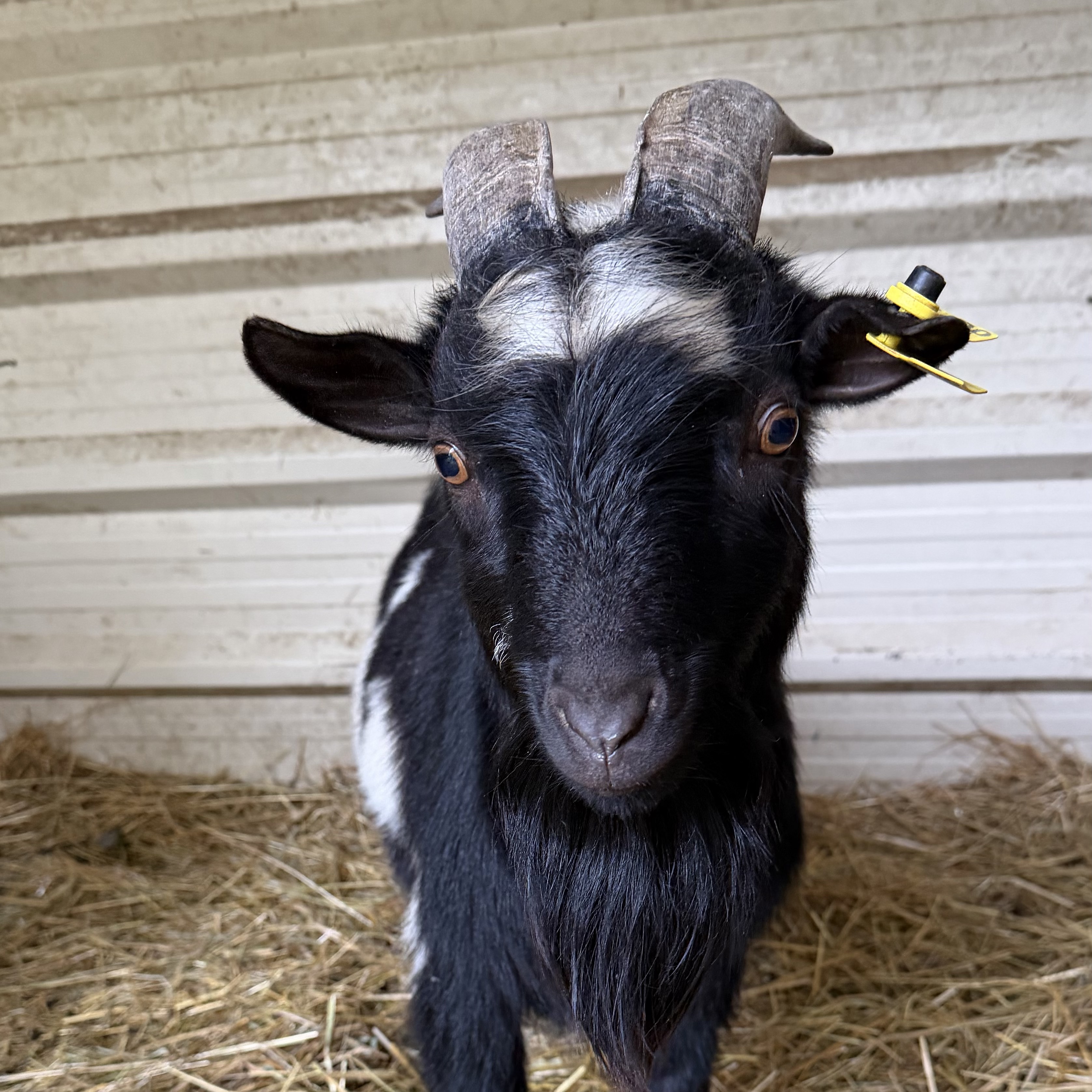 Castron joven  - imagen 1