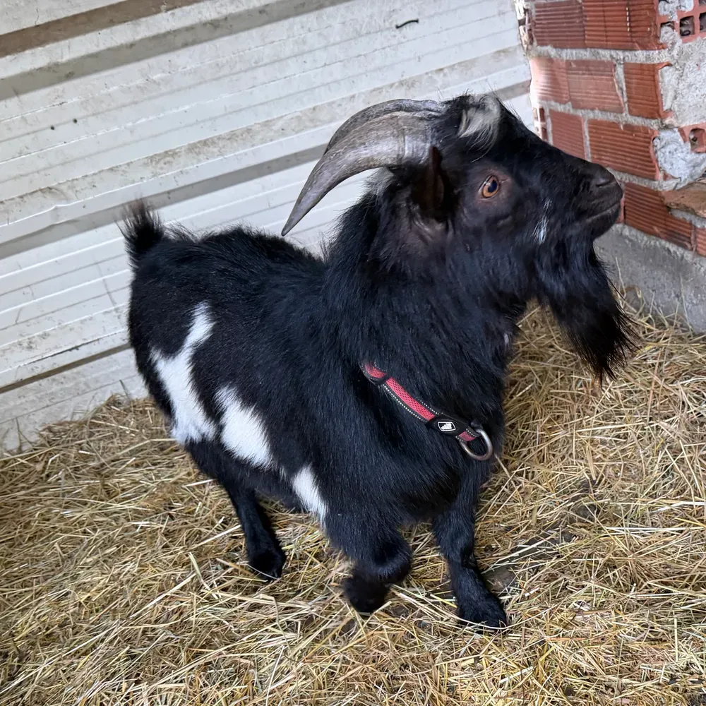 Vendo castron joven  - imagen 1