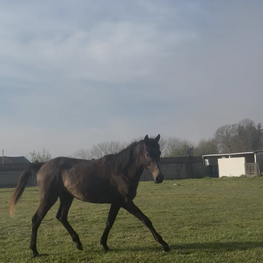 OFREZCO PARA MONTAS - imagen 1