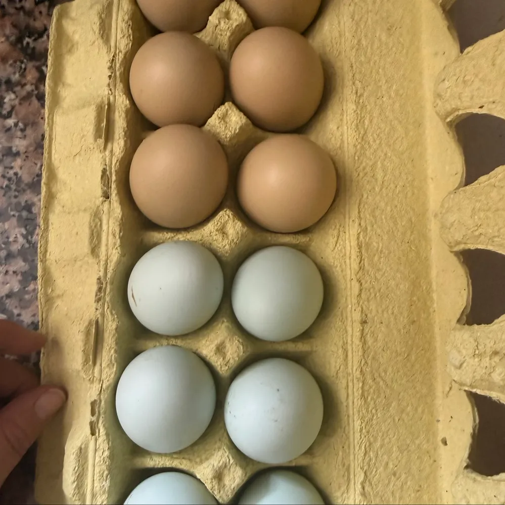 Huevos fértiles  - imagen 1