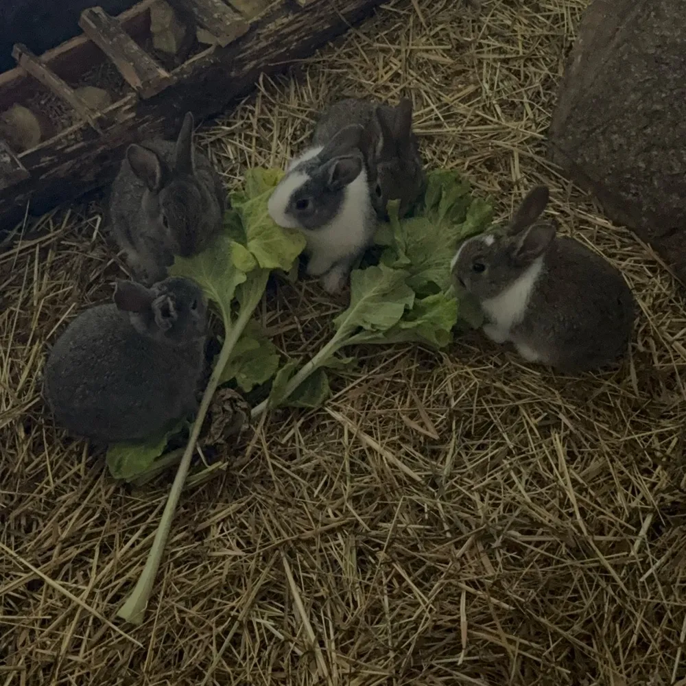 Conejos de casa - imagen 1