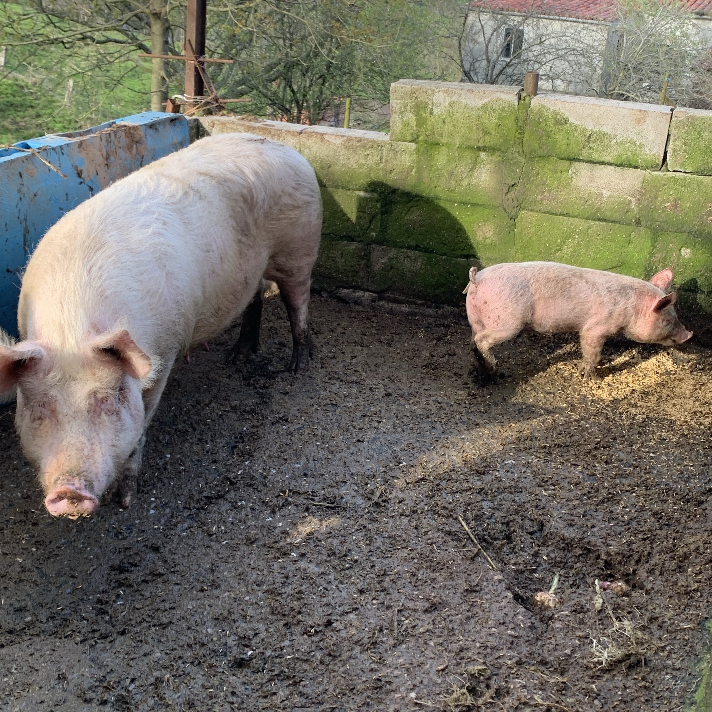 Chona pequeña - imagen 1