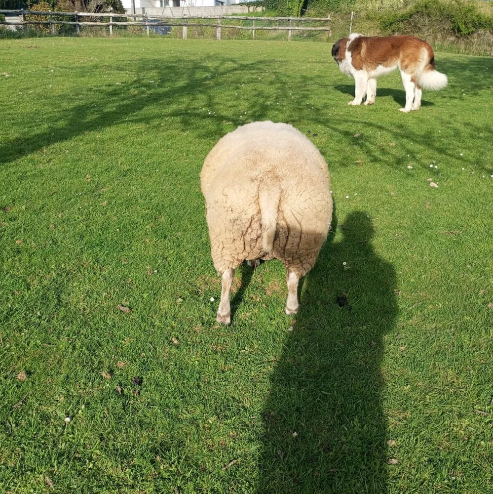 Cordero Texel  - imagen 1