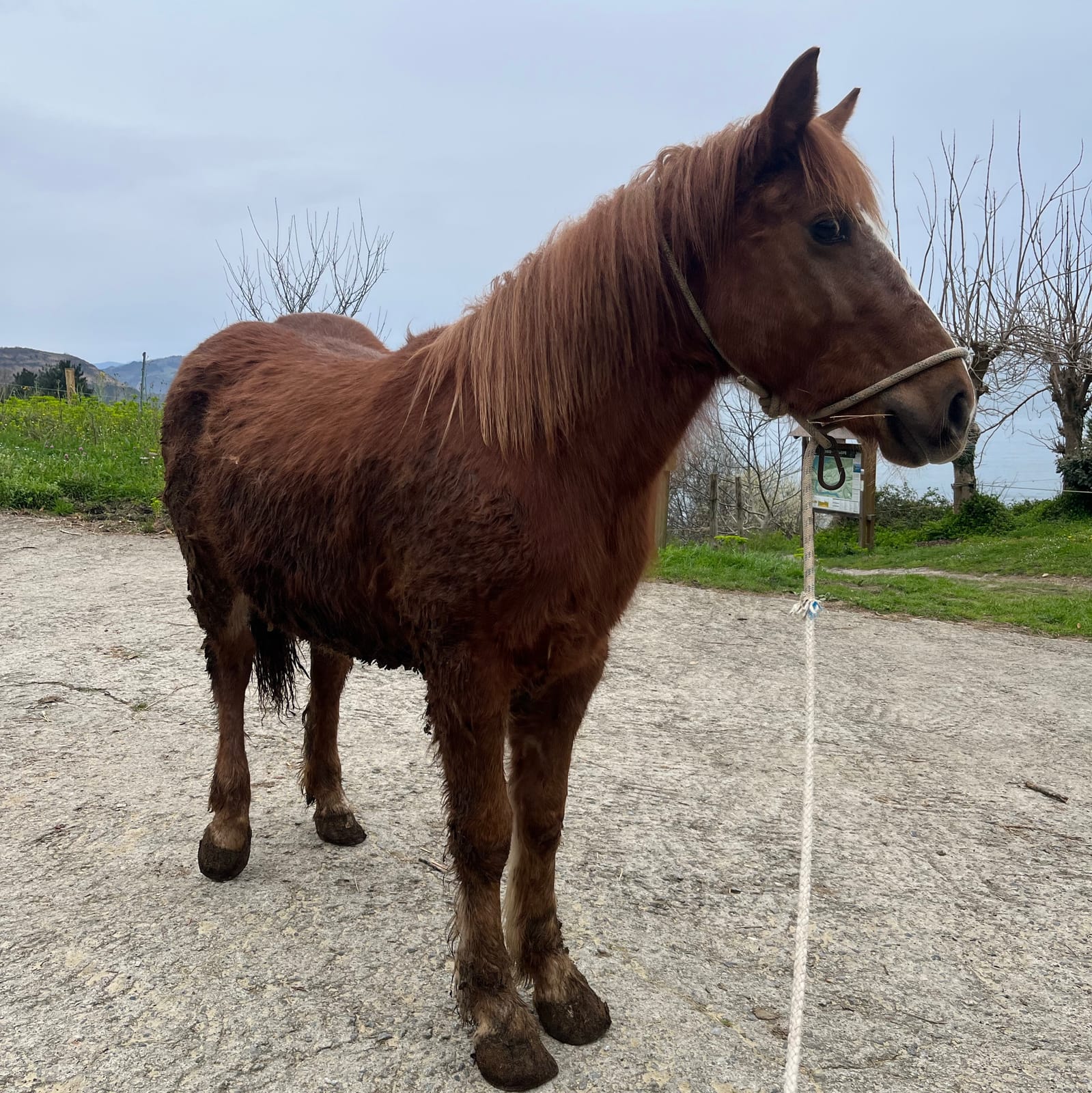 Potro hispanobreton  - imagen 1