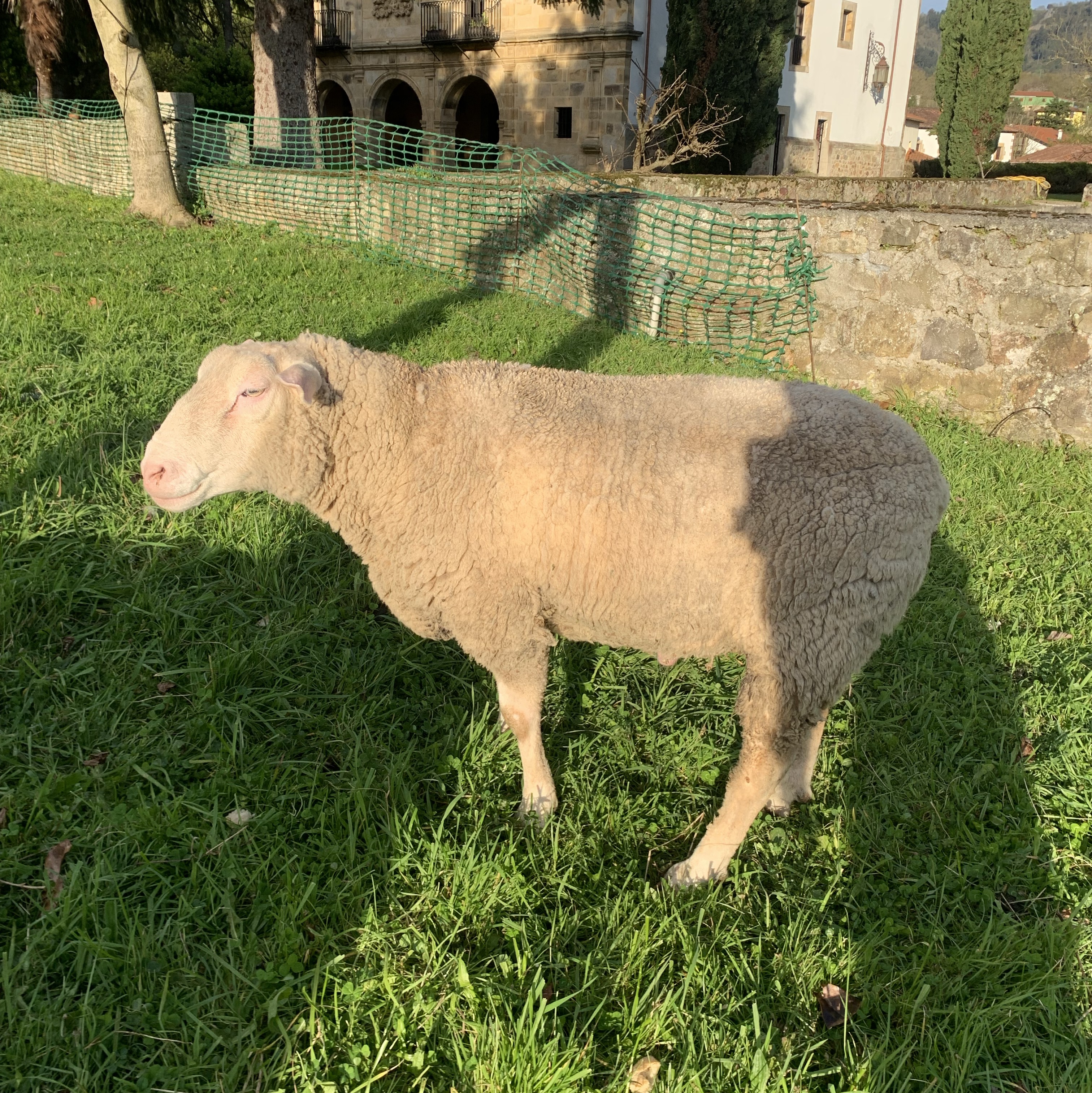 Carnero de carne - imagen 1