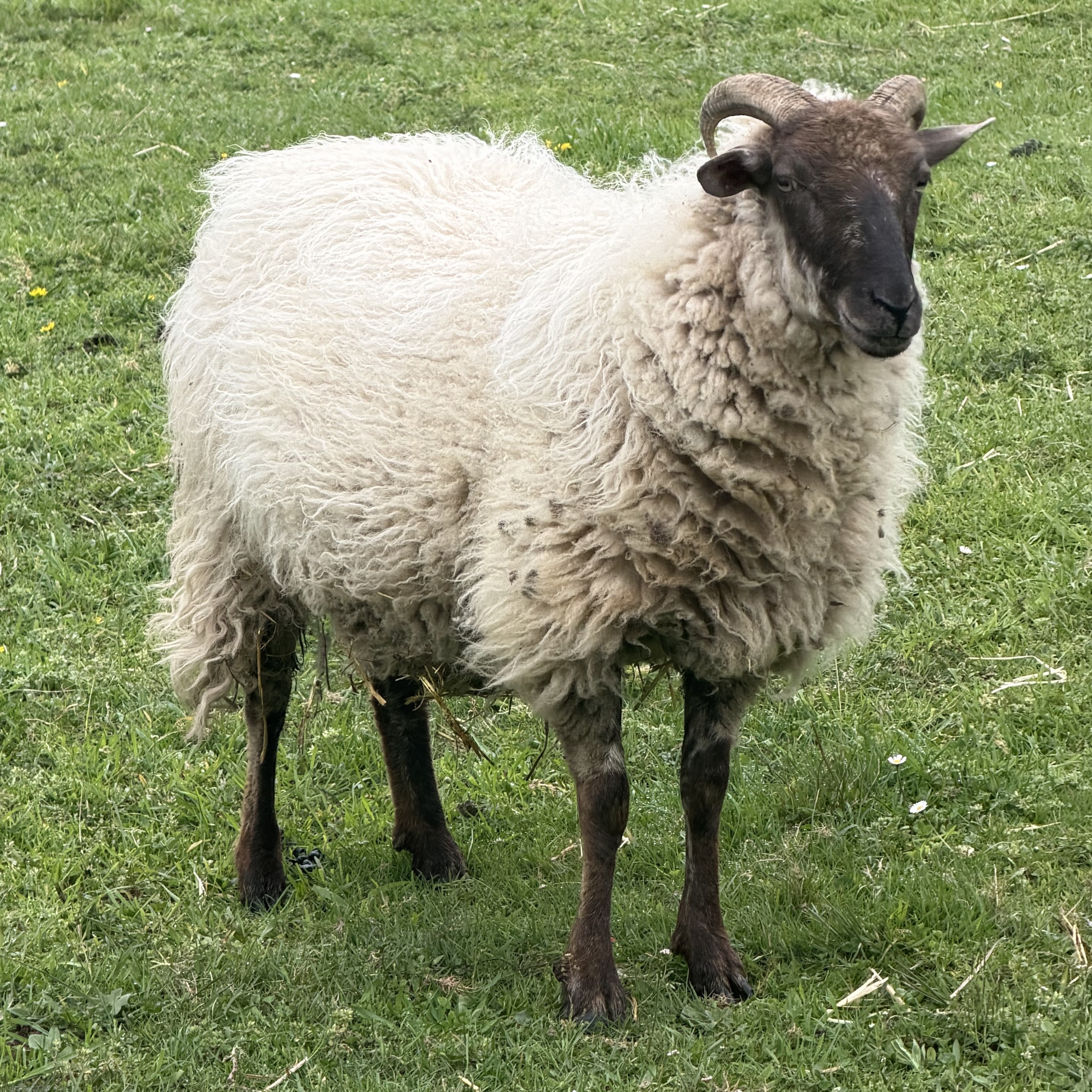 CORDERA PROXIMA A PARIR - imagen 1