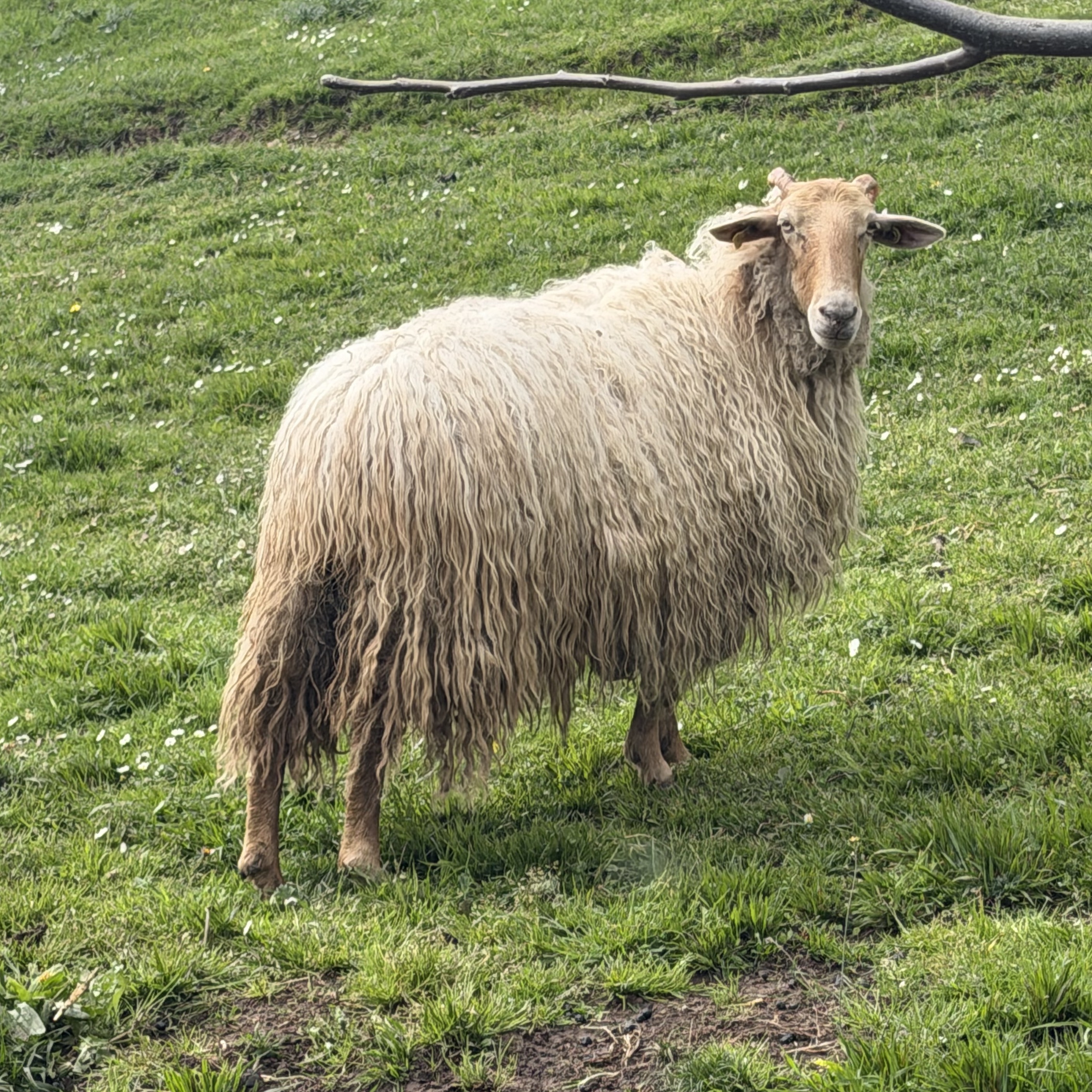 SE VENDEN CORDERAS - imagen 1