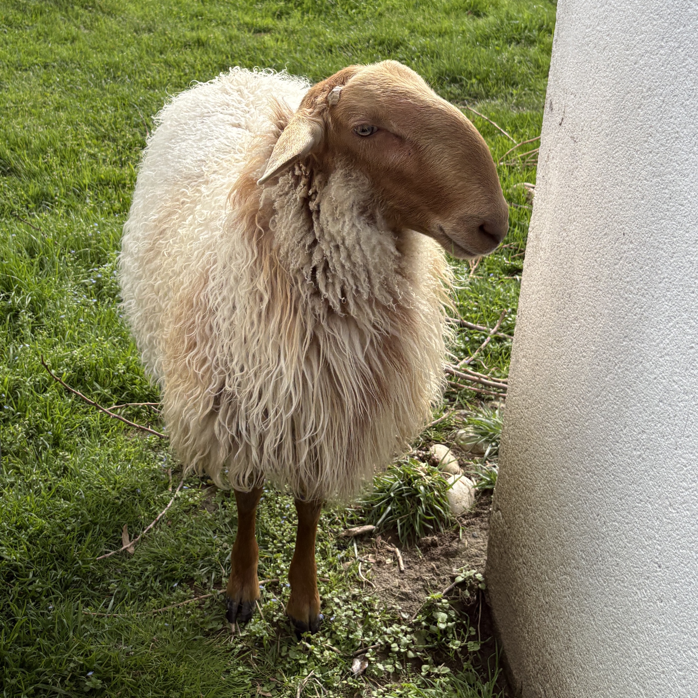 Cordero de 1 año - imagen 1