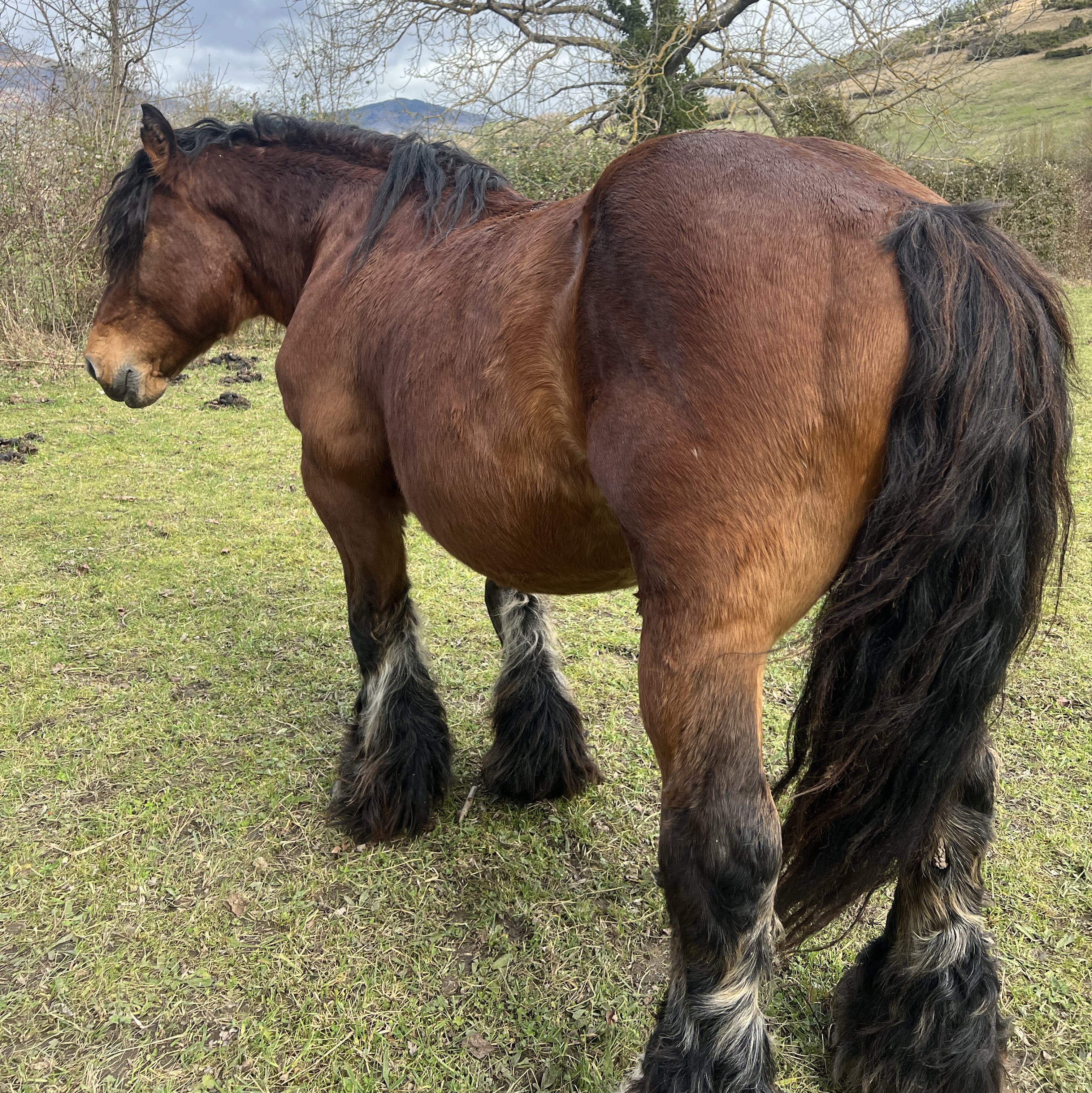 SE VENDE CABALLO - imagen 1