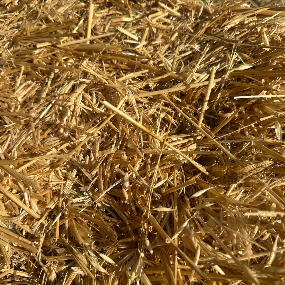 Pacas de paja 2025 - imagen 1