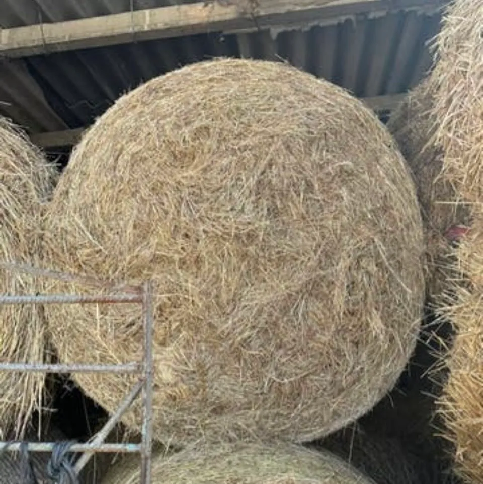 Bolas de hierba 2025 - imagen 1