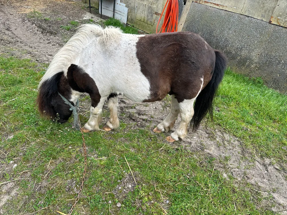 Pony entero - imagen 1