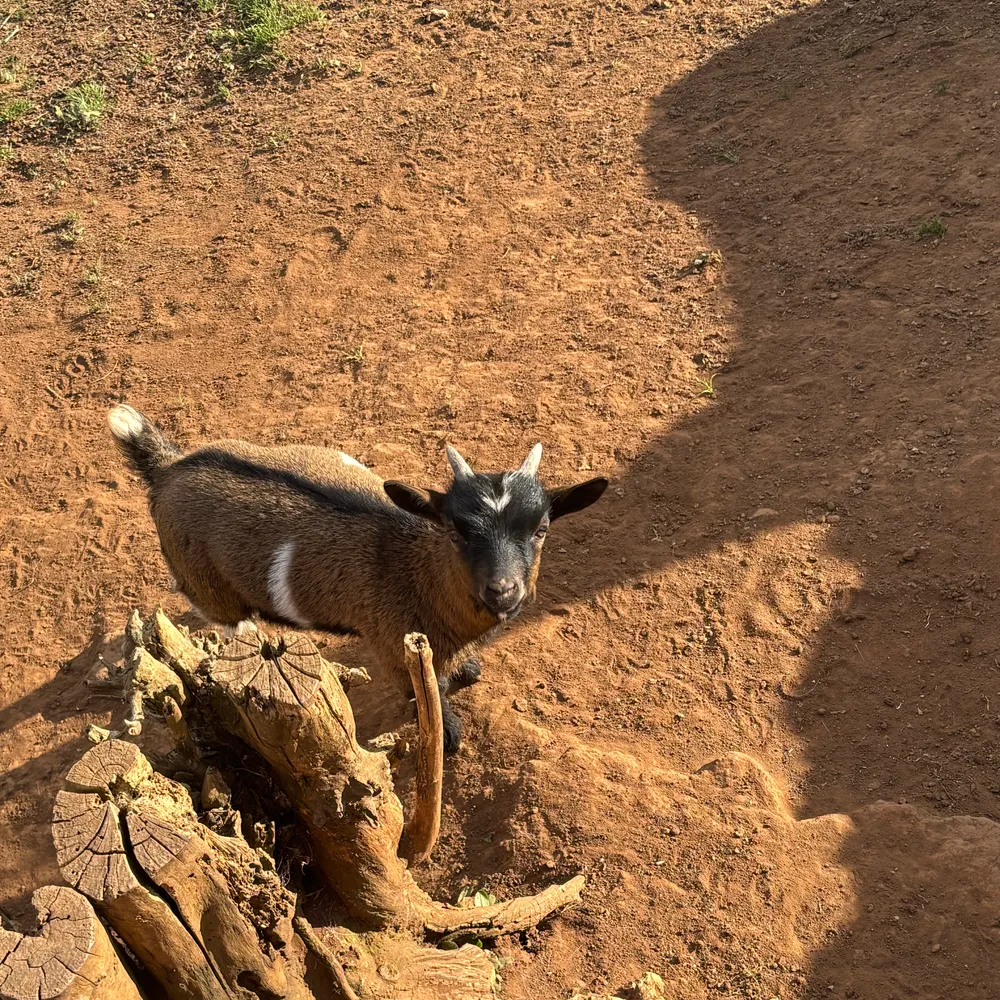 Cabrito enano  - imagen 1