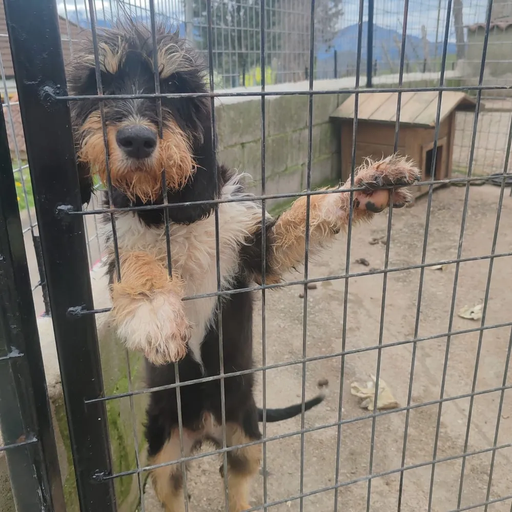 Perro jabalí grifona - imagen 1