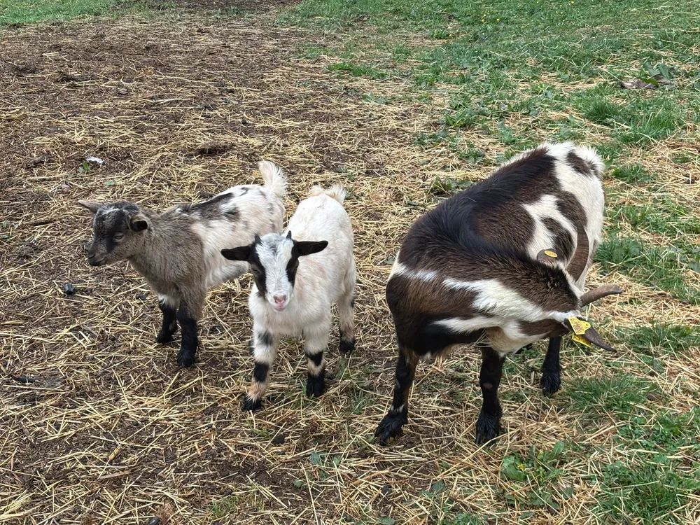 Cabritos enanos  - imagen 1