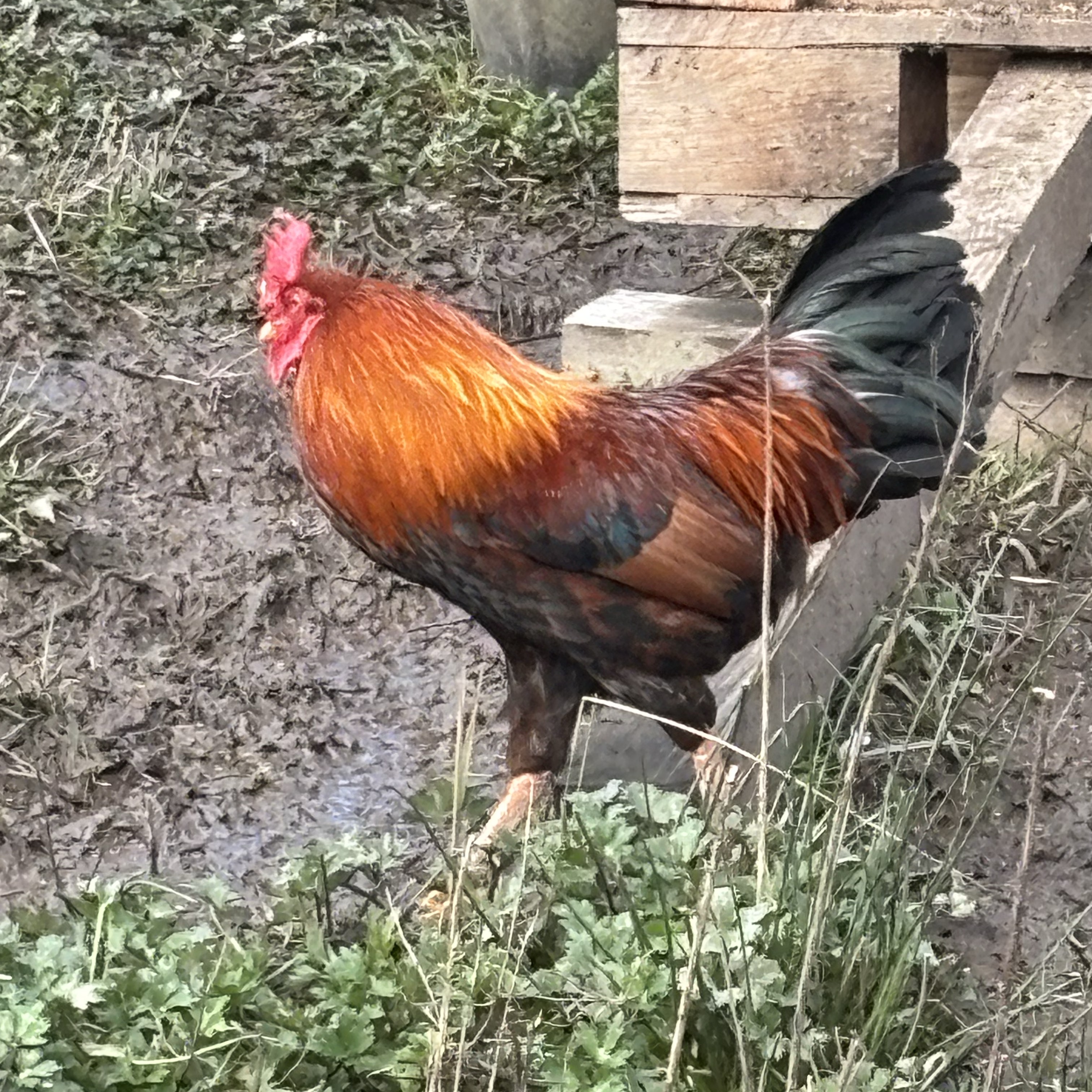 Gallo kiko - imagen 1