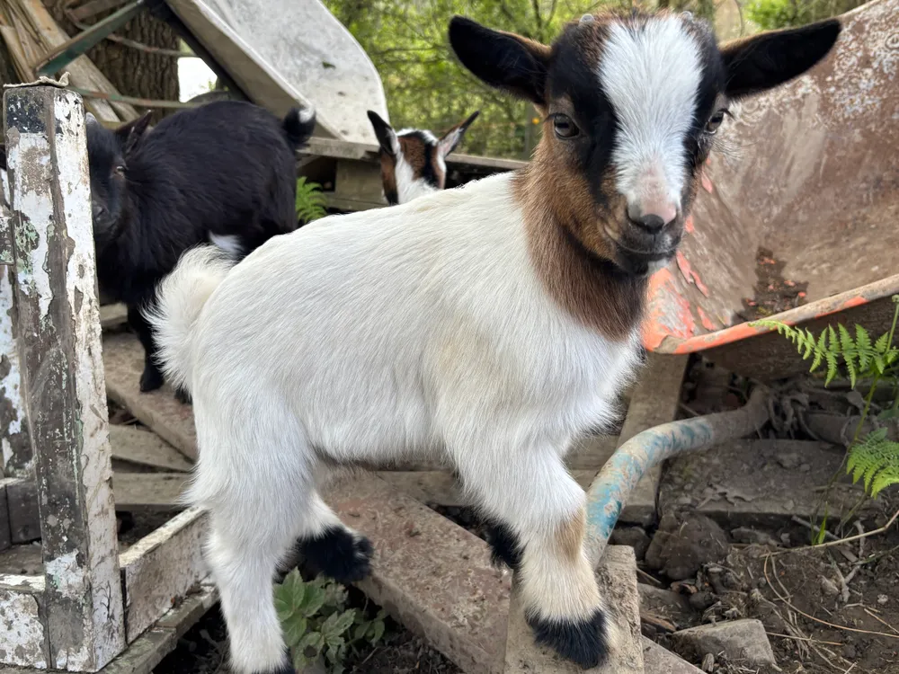 Chivo enano - imagen 1