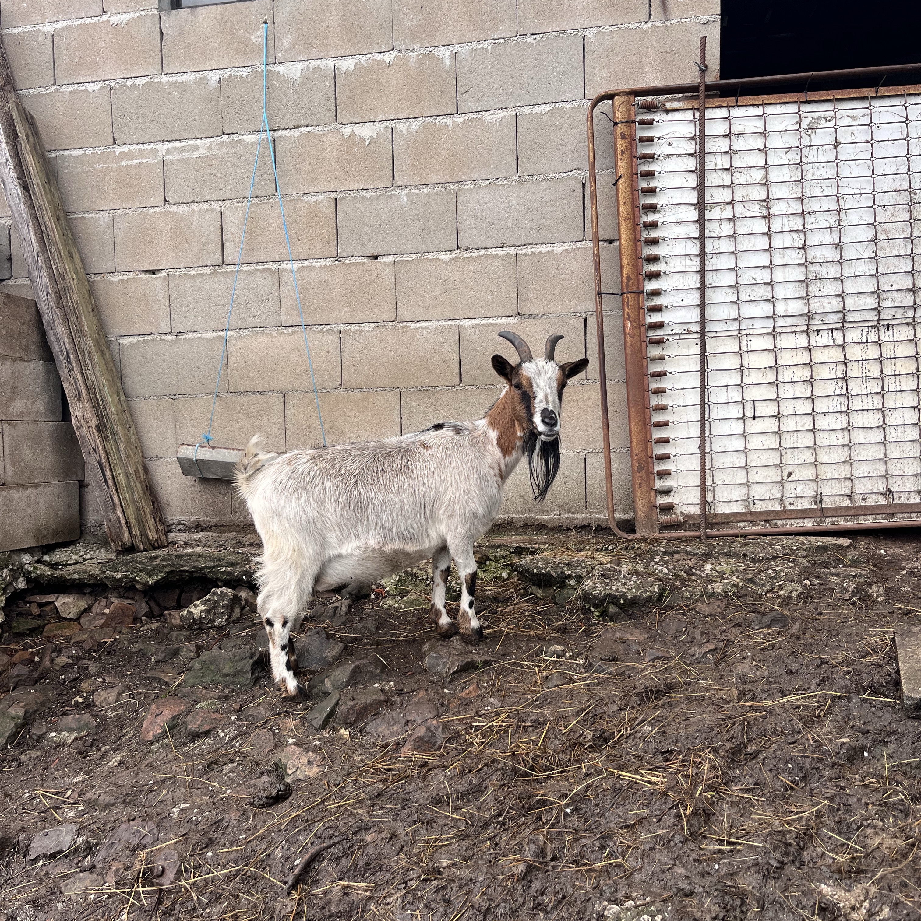 Cabra enana - imagen 1