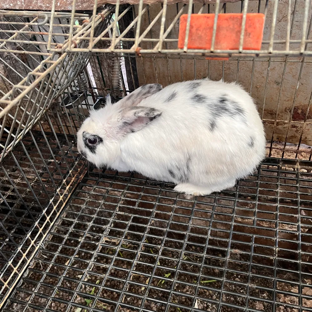 Se vende coneja mariposa - imagen 1