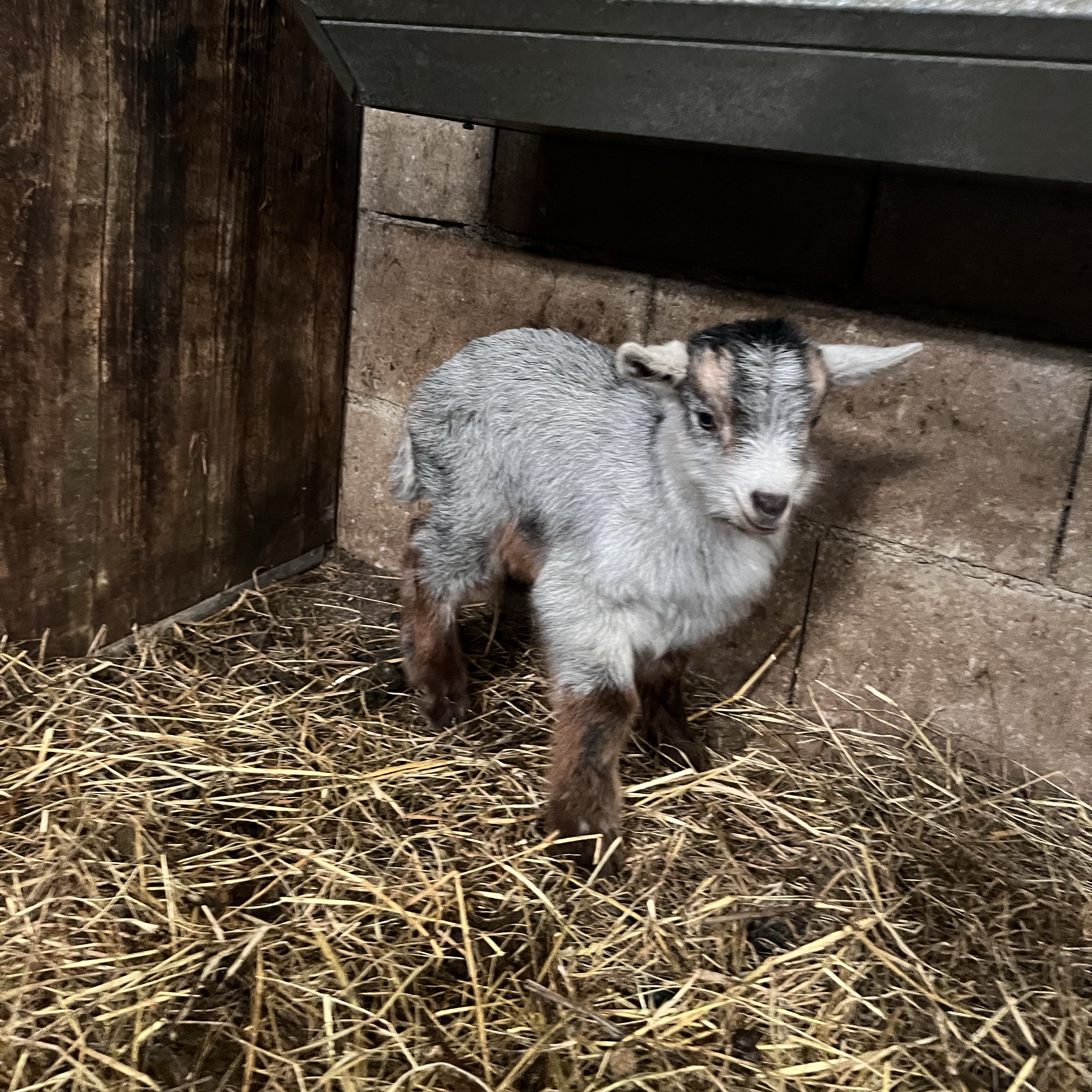 Cabritos canos - imagen 1