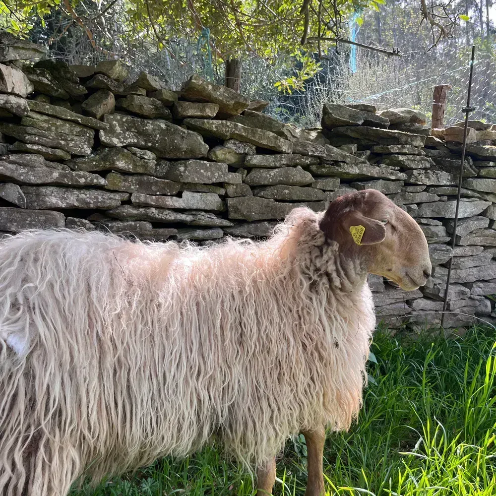 Cordero caranzano rojo - imagen 1