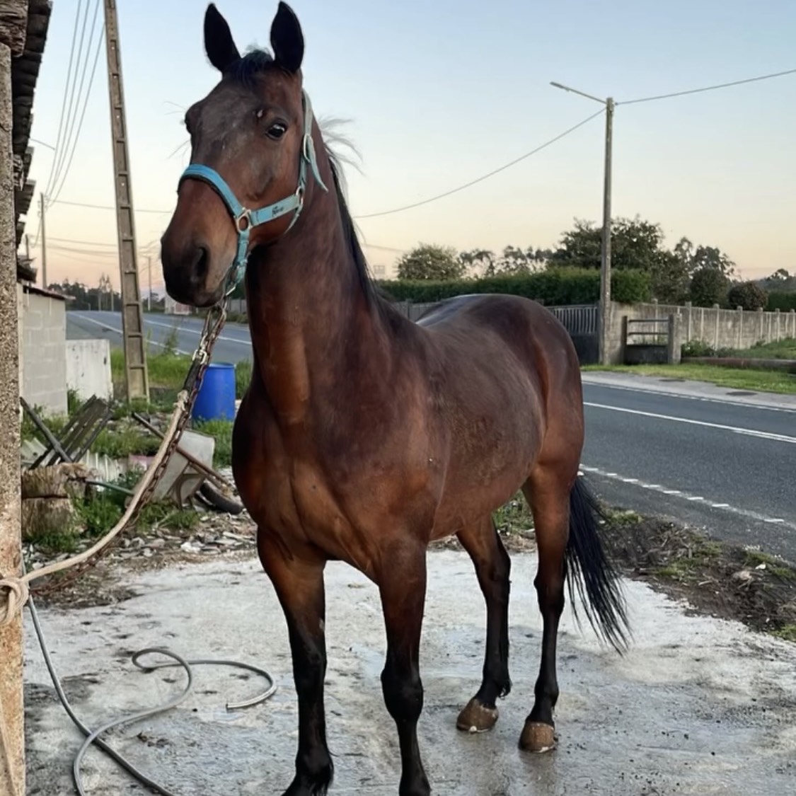 VENDO STANDARBRED  - imagen 1