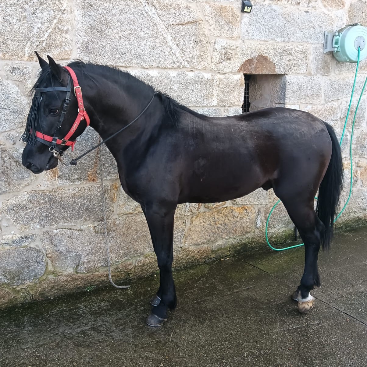 Vendo o cambio por quad  - imagen 1