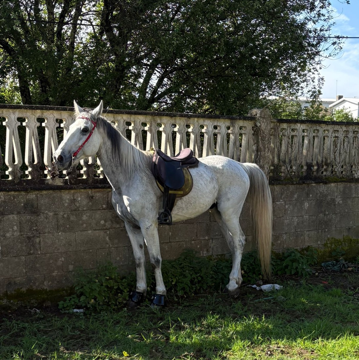 VENDO STANDARBRED CON CARTA - imagen 1