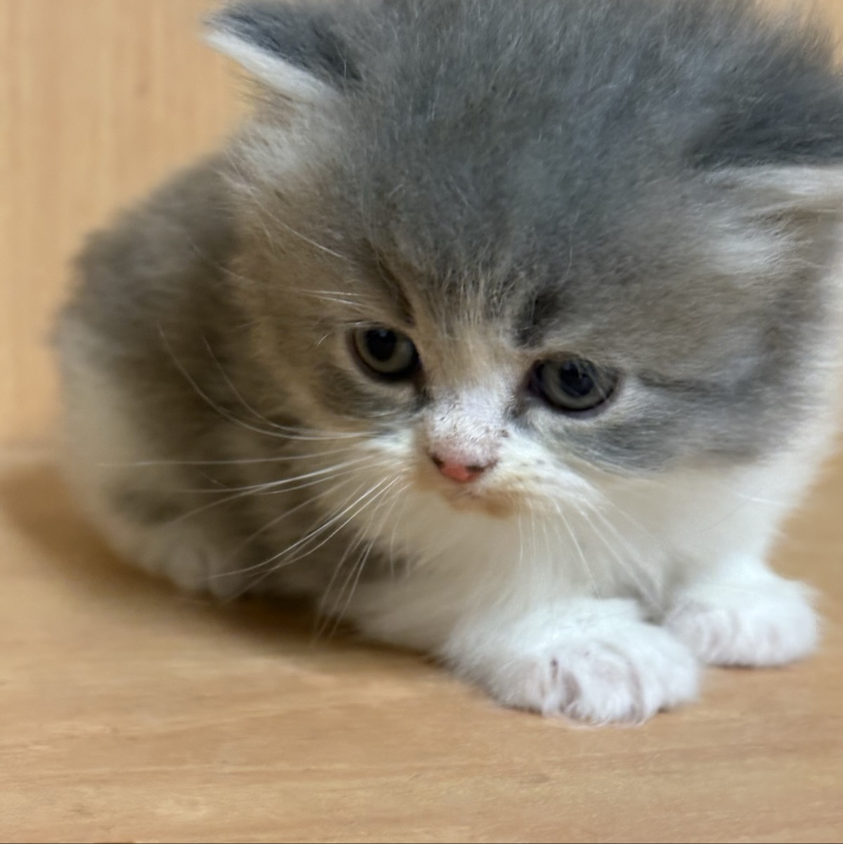 Gatitos persas  europeos 